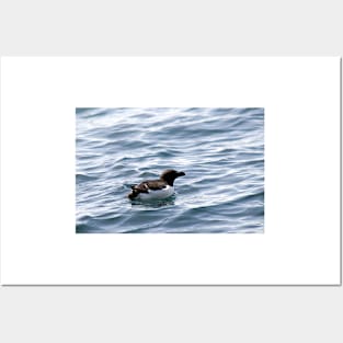 Razorbill out at sea Posters and Art